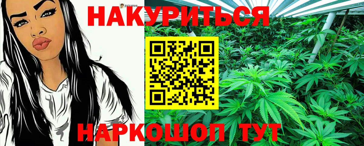Марихуана сатива Губаха